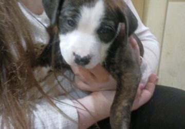 Pitbull puppies