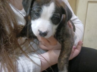 Pitbull puppies