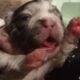 Blue merle fluffy French bulldog puppy