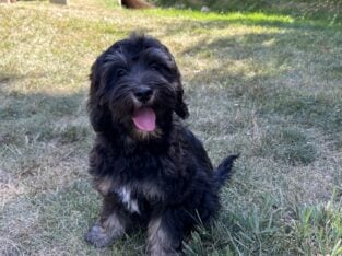 Australian Labradoodles