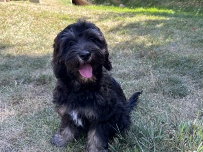 Australian Labradoodles