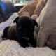 CKC Frenchton puppies 1 f 3 m 6 weeks
