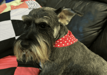 AKC Mini Schanuzer Male 4yr