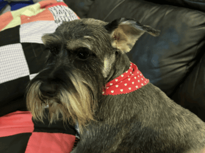 AKC Mini Schanuzer Male 4yr