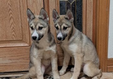 Female husky puppies