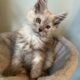 Pale Blue Smoke European Maine Coon
