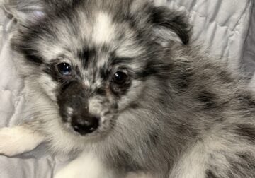Merle Pomchi