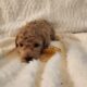Miniature Poodles Red and Apricot