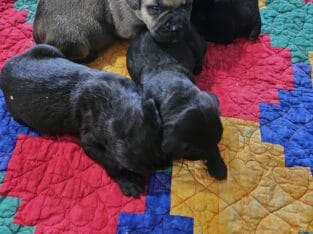 Cane corso iccf