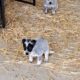 Blue Heeler Puppies