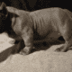 Micro American bully