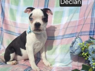 $500 THIS WEEKEND ONLY “Declan”