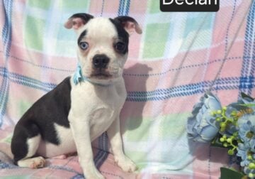 $500 THIS WEEKEND ONLY “Declan”