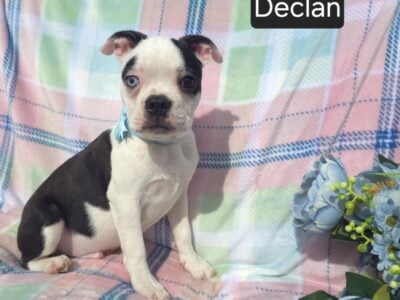 $500 THIS WEEKEND ONLY “Declan”