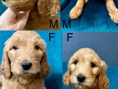 F1B goldendoodle