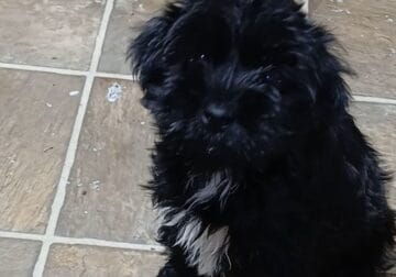Puppies