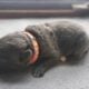 Cane Corso Puppies ICCF Registered
