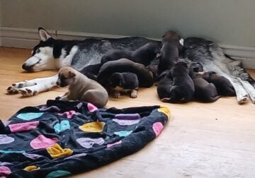 10 puppies need a new good home
