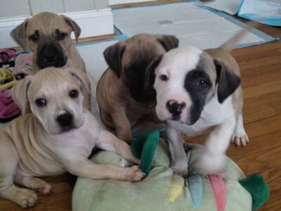 Boerboel Presa Canario puppies born Christ  ...