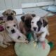 Boerboel Presa Canario puppies born Christmas Eve!