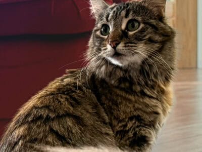 Young Adult Cat & 3 Kittens