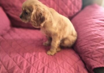 Cavalier King Charles Spaniel male puppy