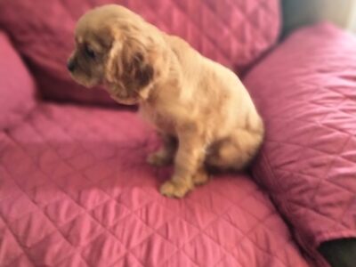 Cavalier King Charles Spaniel male puppy