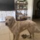 CREAM GOLDEN RETRIEVER