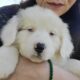 AKC Registry of “purebred” Australian Shepherds