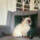 TICA Seal Colorpoint Male (blue collar)