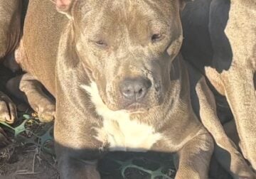 UKC Registered 1 year old Blue Pitbull
