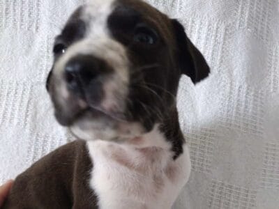 Pit mix
