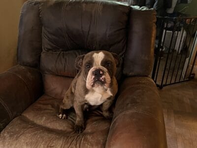 Maximus wonderful English Bulldog