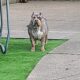 American Bully Puppies