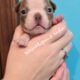 Boston Terriers