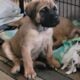 English Mastiff puppies