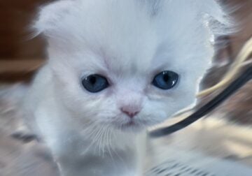 Doll-face blue-eyes Scottish Fold kittens