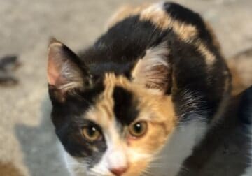 CALICO Female Kitten