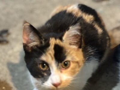 CALICO Female Kitten