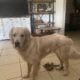 CREAM GOLDEN RETRIEVER