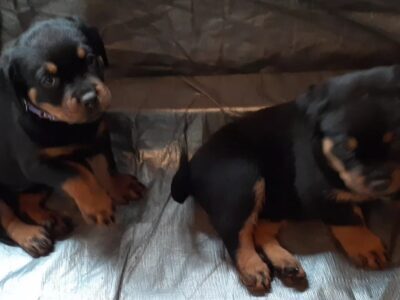 Rottweiler puppies for sale. Males and Females