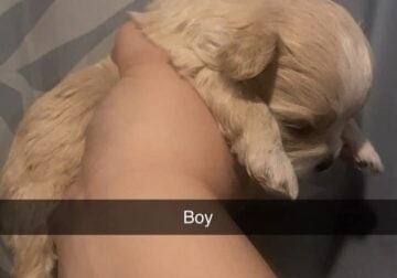 Shihpoo puppies