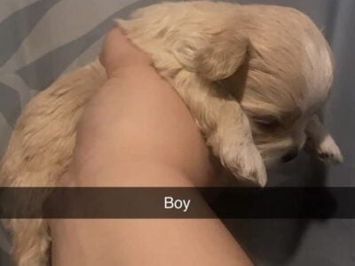 Shihpoo puppies