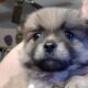 Beautiful Maltipom Puppies