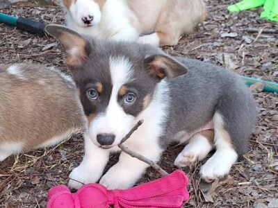 Akc Pembroke corgi