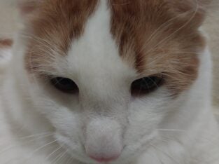 10 month old male kitten for adoption