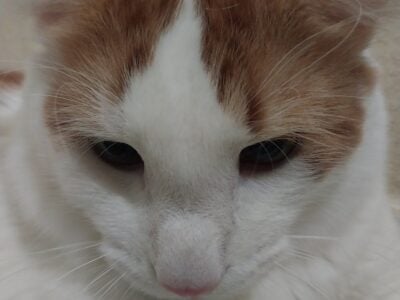 10 month old male kitten for adoption