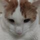 10 month old male kitten for adoption