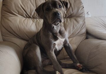 Blue Brindle Pitbull pups