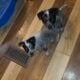 Australian cattle puppies